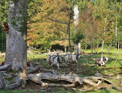 Gratisführung im Bentheimer Hute- und Schneitelwald