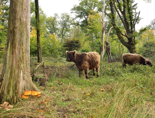 Gratisführung im Bentheimer Hute- und Schneitelwald