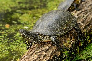Tierpark Nordhorn - Einzug der Europäischen Supfschildkröte