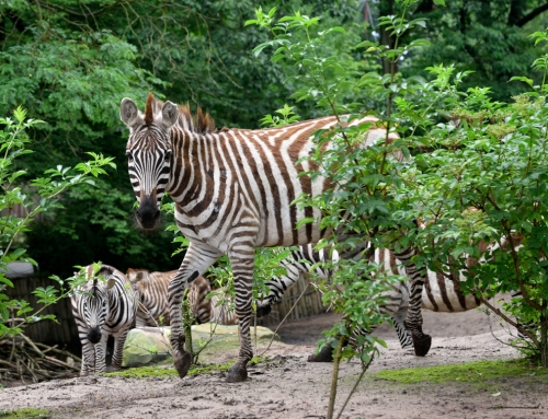 Gemeinsame Position der Tierhalter zur Novellierung des Tierschutzgesetzes