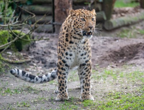 Bau der Leopardenanlage kann starten