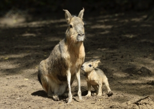 Eine Mara-Mutter mit ihrem Jungtier