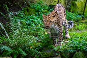 Amurleopard im Tierpark Nordhorn