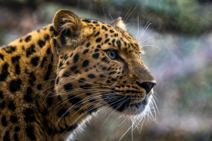 Amurleopard im Tierpark Nordhorn (2)