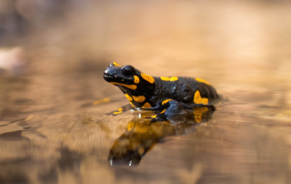 Feuersalamander - Amphibienprojekt Tierpark Nordhorn
