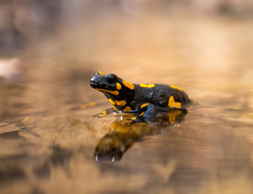 Der Feuersalamander – unser Amphibienprojekt